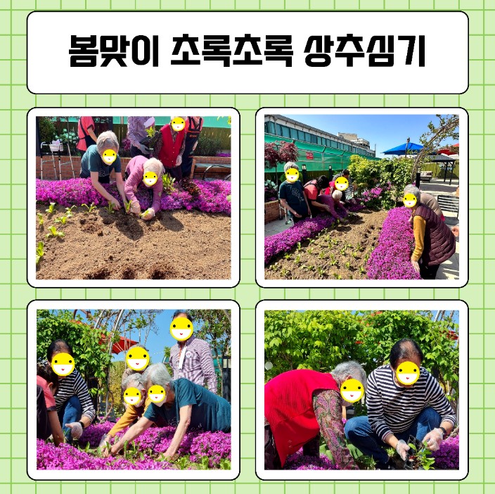 봄맞이 초록초록 상추심기